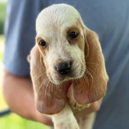 Rex - Lemon and white male Basset Hound puppy in Oronogo, Missouri from Dutton's Show Me Farms