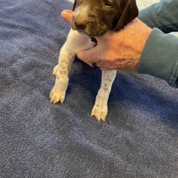 German Shorthaired Pointer Puppies from Albemarle German Shorthaired Pointers