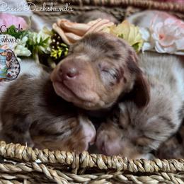 Aspen - Dapple female Dachshund puppy in Fayetteville, West Virginia from Loop Creek Dachshunds