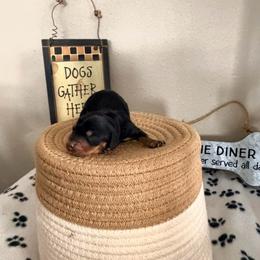 Boy 3 Long-Haired Black and Tan - Black and tan male Dachshund puppy in Burkesville, Kentucky from Bline’s Awesome Aussies & Doxies at the Bline Family Farm