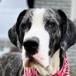 Great Dane Puppies from BkB’s House of Danes