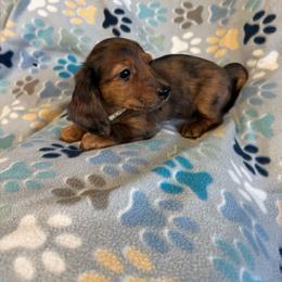 Girl 1 - Dapple female Dachshund puppy in Hemphill, Texas from Chapman Doxies
