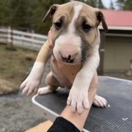 Nimbus - Fawn smut and white male Bull Terrier puppy in Sprauge, Washington from Mark My Words Bull Terriers