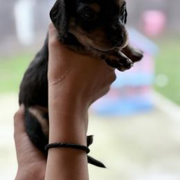 Boy 2 - Black and tan male Dachshund puppy in Mather, California from English Cream Doxies