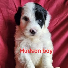 Hudson - Black and white male Portuguese Water Dog puppy in Narvon, Pennsylvania from Prized Family Porties