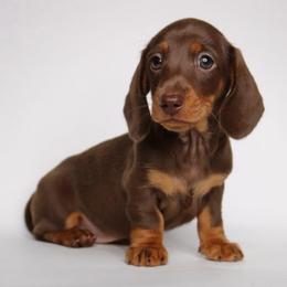 Taylor - Chocolate and tan female Dachshund puppy in Red Bud, Illinois from Midwest Miniature Dachshunds