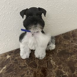 Jet - Parti male Miniature Schnauzer puppy in San Antonio, Texas from Texas Blessed Schnauzers