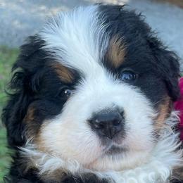 Geneva - Black rust and white female Bernese Mountain Dog puppy in Fountain, North Carolina from Stargirl Bernese Mountain Dogs