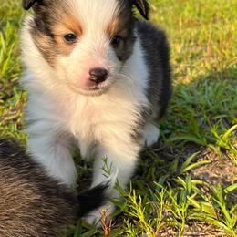 Shetland Sheepdog Puppies from Retter Ridge