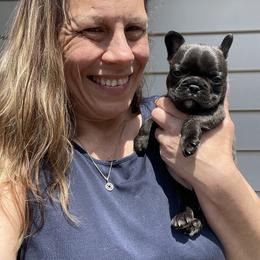 Brindle Beauty - Shortcake - Brindle female French Bulldog puppy in Spanaway, Washington from Beloved Frenchies
