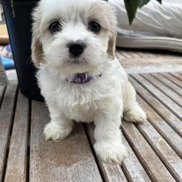 Cavachon and Maltese Puppies from Wendy’s Maltese & Cavamalts of Virginia