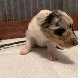 Collie Puppies from A/K Rough Collies