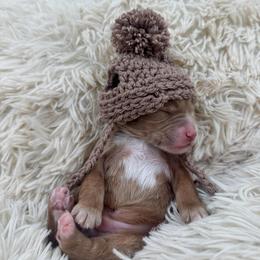 Chocolate Chip - Apricot male Goldendoodle puppy in Hollister, Missouri from Wild Acres Goldendoodles