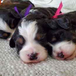 Bernedoodles from Best Friend Bernedoodles