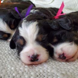 Bernedoodles from Best Friend Bernedoodles