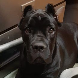 Cane Corso, French Bulldogs, and Pugs from Winnfall Farms