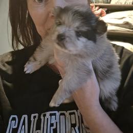 Lilly - White female Pomeranian puppy in Benbrook, Texas from J & B Pomeranians/Pomsky's L.L.C