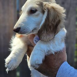 Dachshund Puppies from Farmhouse Dachshunds