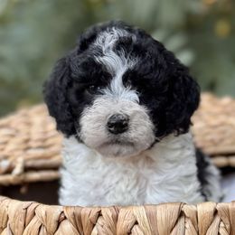 Bernedoodle, Goldendoodle, and Poodle Puppies from Starlight Goldendoodles