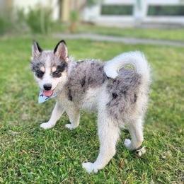 Pomsky Puppies from Nebula Ranch Pomskies