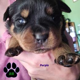 Purple - Black and mahogany female Rottweiler puppy in Tangent, Oregon from Raya's Royals