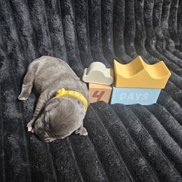 Yellow collar - Gray male Cane Corso puppy in Fritch, Texas from Carrie Brown's Cane Corsos