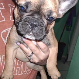 Bella - Fawn and white female French Bulldog puppy in Canton, Texas from A&B 4ever Frenchies