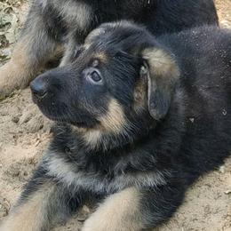 German Shepherd Puppies from Sterley Shepherds