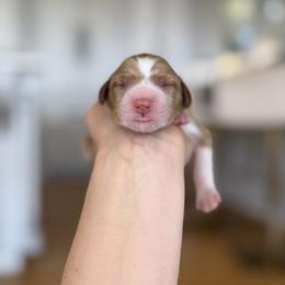 Goldendoodle Puppies from ANKENY DOODLES
