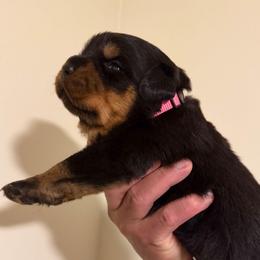 Pink Girl - Black and mahogany female Rottweiler puppy in Evansville, Indiana from Royalhaus Rottweilers
