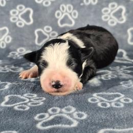 Nessie - Black and white female Border Collie puppy in Chicora, Pennsylvania from Riverwood