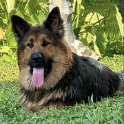 Working Dog Crosses from Lone Star King Shepherds