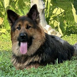 Working Dog Crosses from Lone Star King Shepherds
