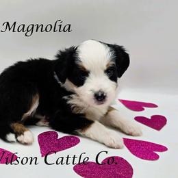 Magnolia - Black tri-color female Aussiedoodle puppy in Lancaster, Minnesota from Wilson Cattle Co.