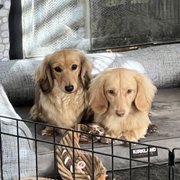 Dachshunds from Dawson Creek Doxies