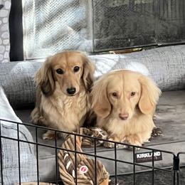 Dachshunds from Dawson Creek Doxies