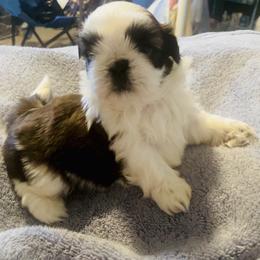 Shih Tzu Puppies from Oriental Beauties Shih Tzu