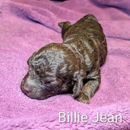 Billie Jean - Brown and tan female Cockapoo puppy in Sunset, Louisiana from Cano Cockapoos