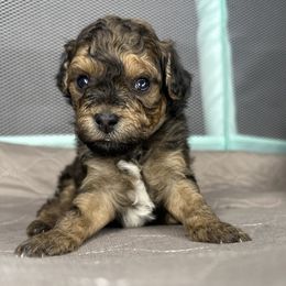 Sable Phantom Boy - Phantom male Poodle puppy in Chattanooga, Tennessee from SoftPaw Kennels