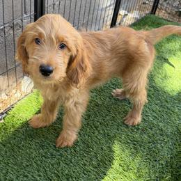 Burberry - Apricot male Goldendoodle puppy in Lake Arrowhead, California from Puppies of the West