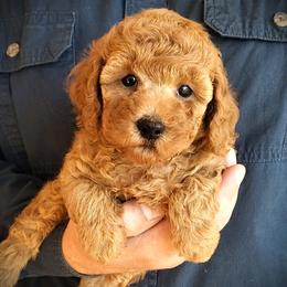 Pretty Girl - Red Mini Poodle Raised in Home - Red  female Poodle puppy in Falcon, Missouri from Cedar House Heritage Poodles | AKC Toy & Miniature Poodle Puppies Raised in Home