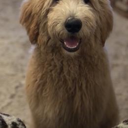 Goldendoodle and Poodle All Grown Up from Ellie & Co. Doodles