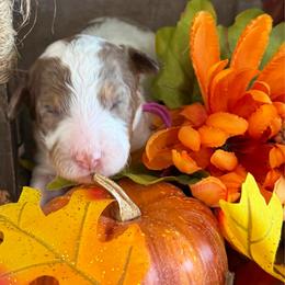 Amber - Brown and white female Bernedoodle puppy in Gilbert, Arizona from The Berne Barn... it’s a Doodle thing!