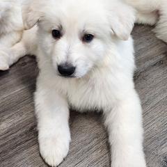 Girl 1 - White female Berger Blanc Suisse puppy in Plaucheville, Louisiana from La Nouvelle-Orléans Berger Blanc Suisse