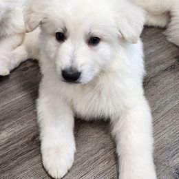 Girl 1 - White female Berger Blanc Suisse puppy in Plaucheville, Louisiana from La Nouvelle-Orléans Berger Blanc Suisse