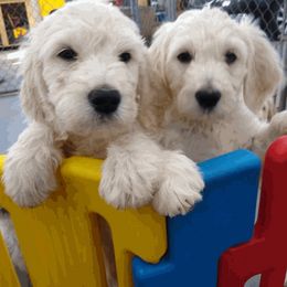 Goldendoodle Puppies from SUPERDog Doodles