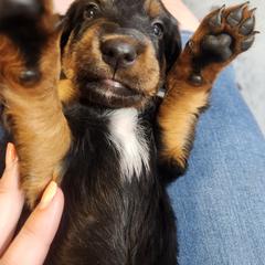 Gordon Setter Puppies from Tom McCleary