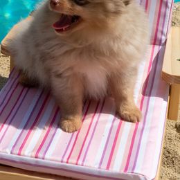 Pomeranians from Designer Dog Society