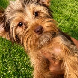Yorkshire Terrier puppies from Everyonelovesyorkies