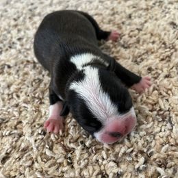 Stetson - Black and white male Boston Terrier puppy in Red Bluff, California from Sugar Baby Bostons